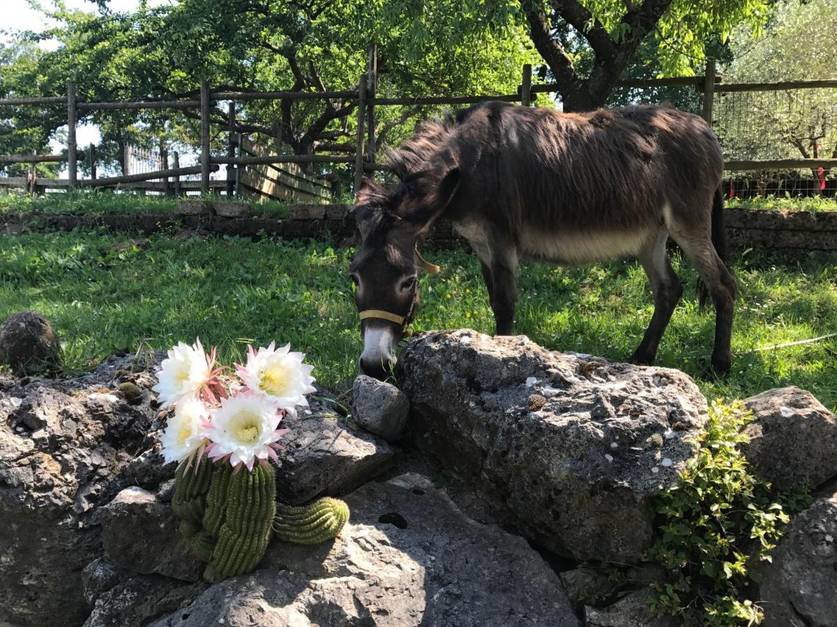 Agriturismo A Casa Di Susanna Santo Stefano del Sole 외부 사진