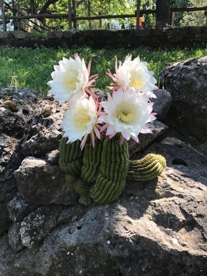 Agriturismo A Casa Di Susanna Santo Stefano del Sole 외부 사진